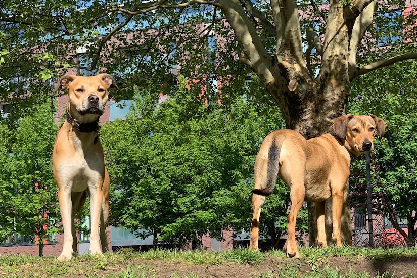 Zwei Hunde im Park