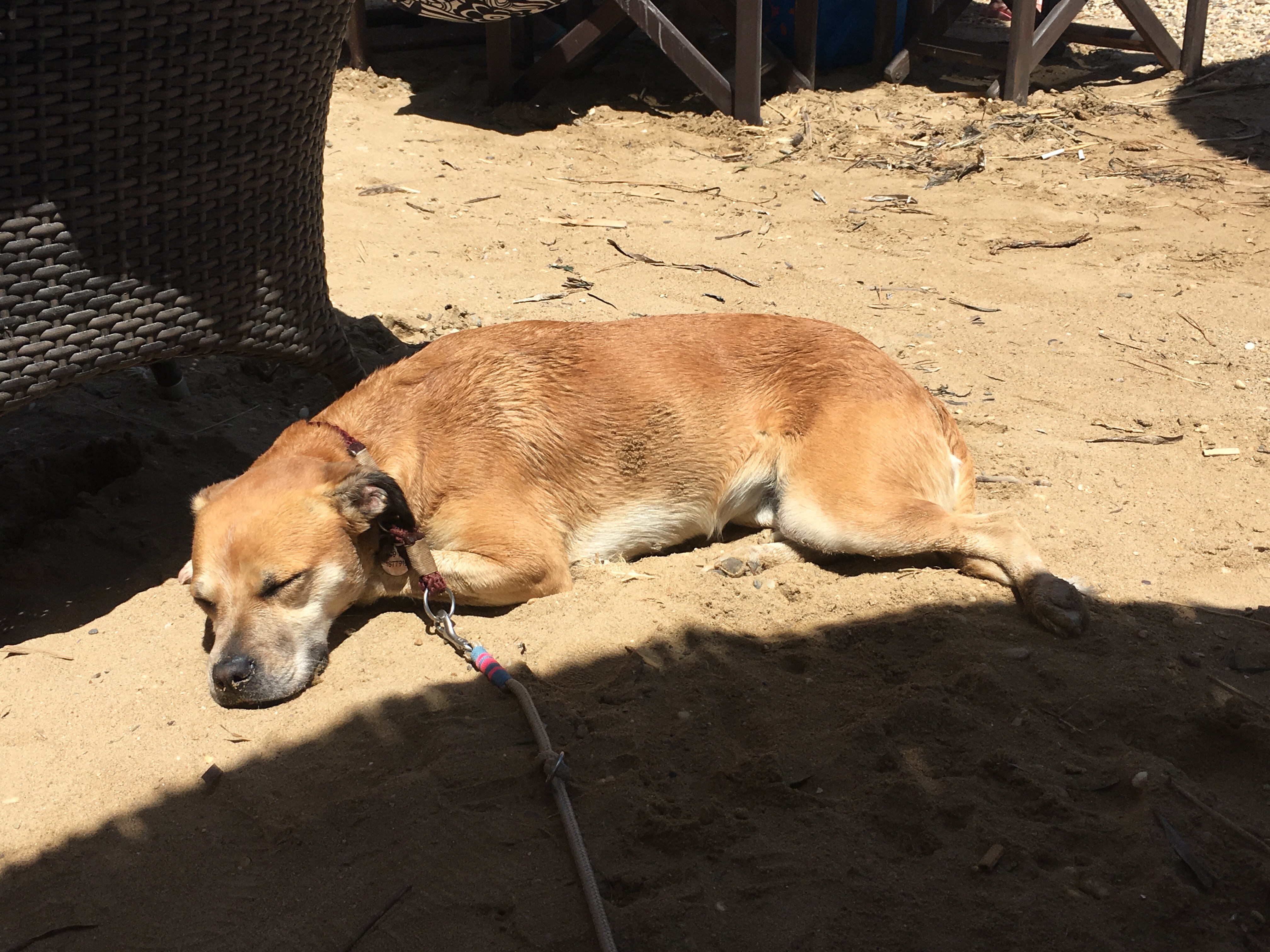 Schlafender Hund in der Sonne