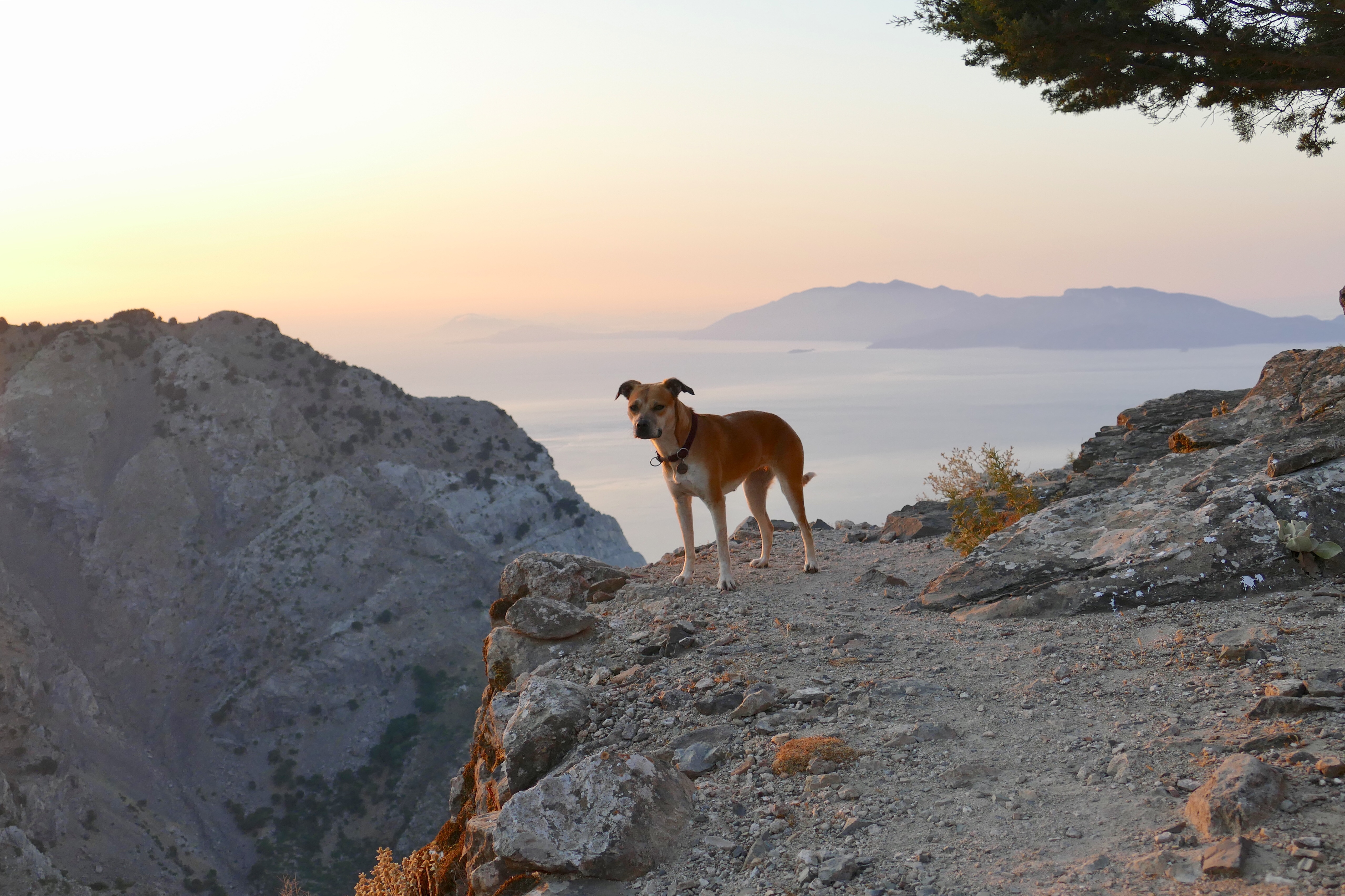 Hund auf dem Dikeos, Kos