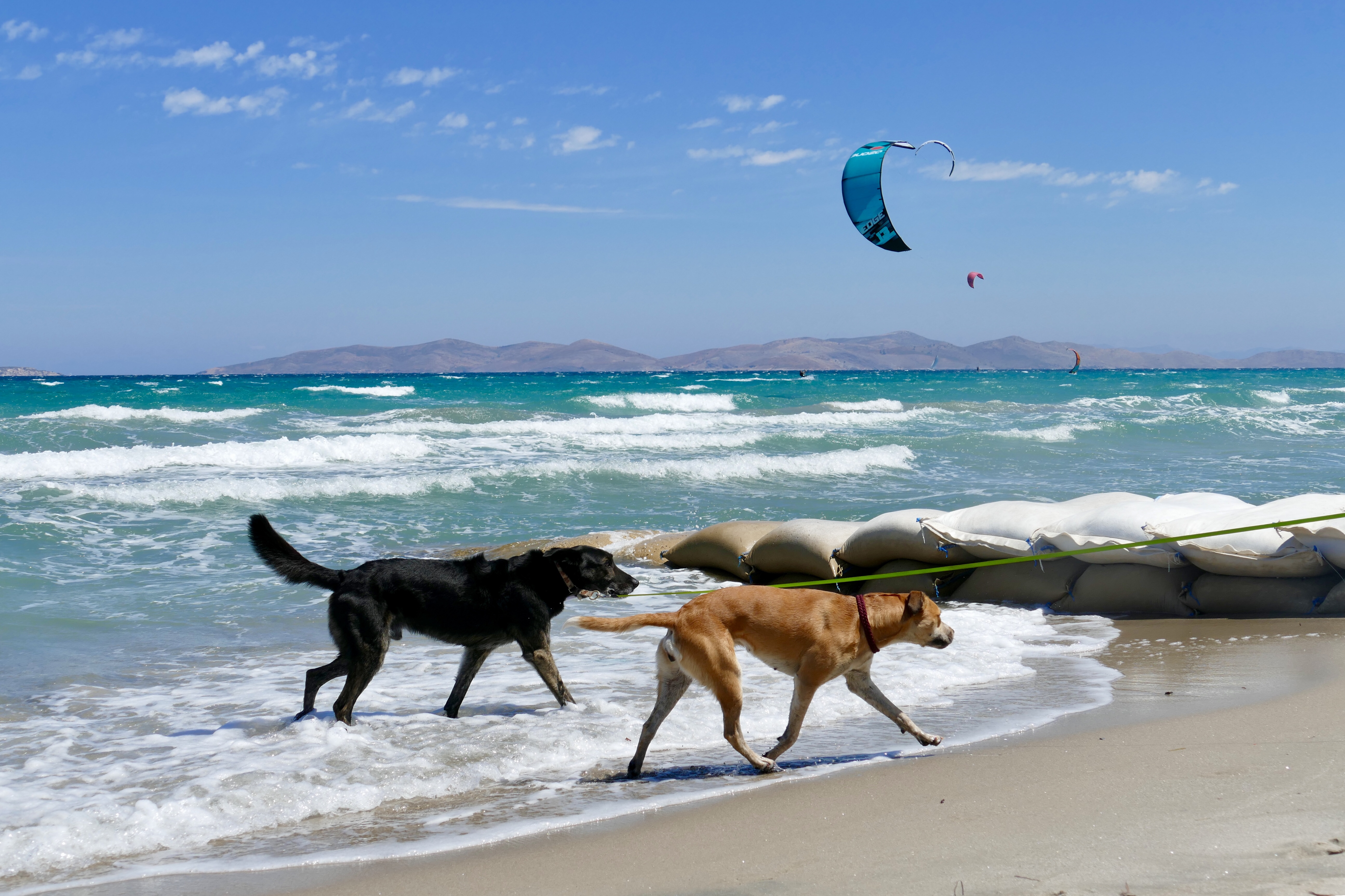 Zwei Hunde am Strand