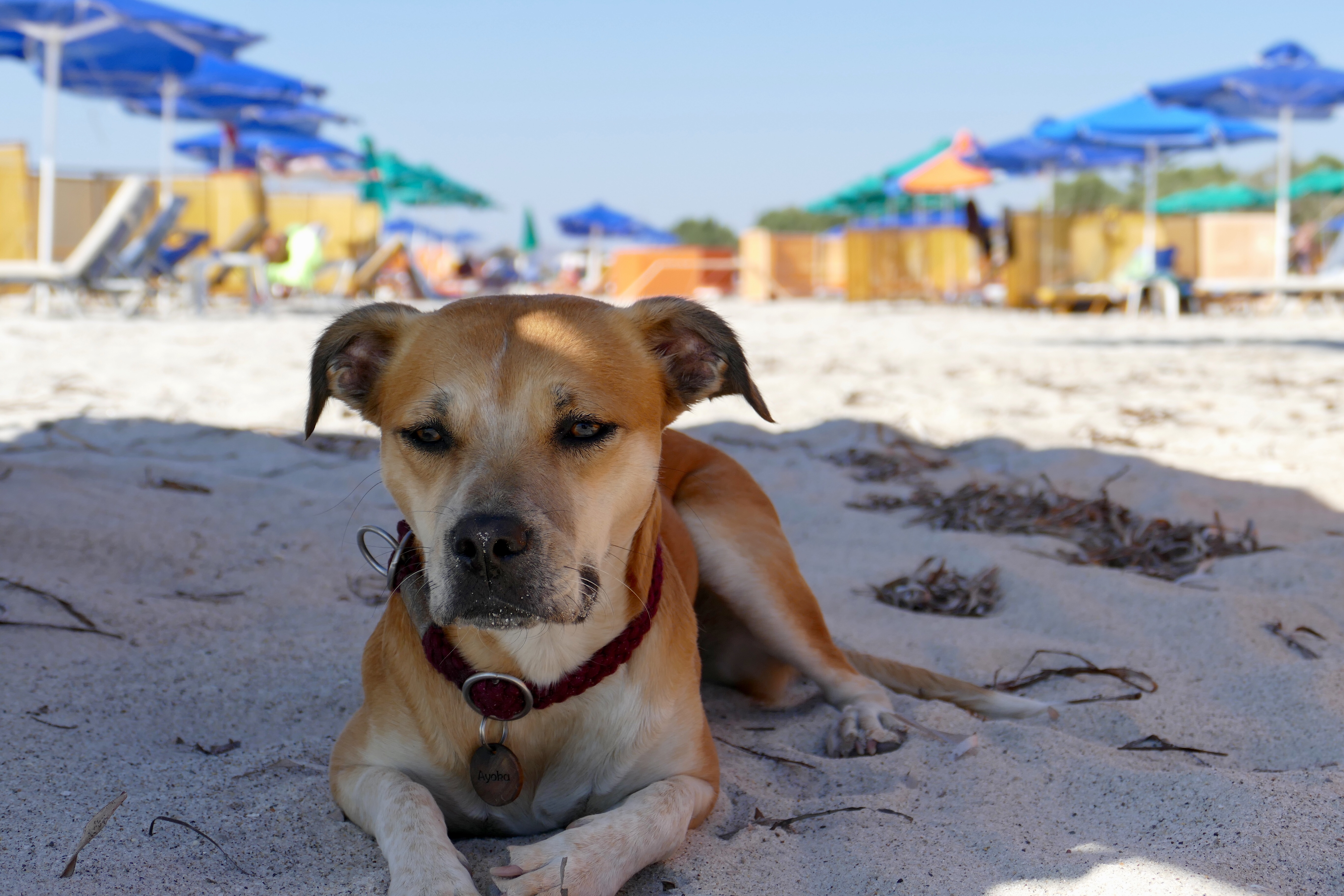 Hund am Strand in Mastichari