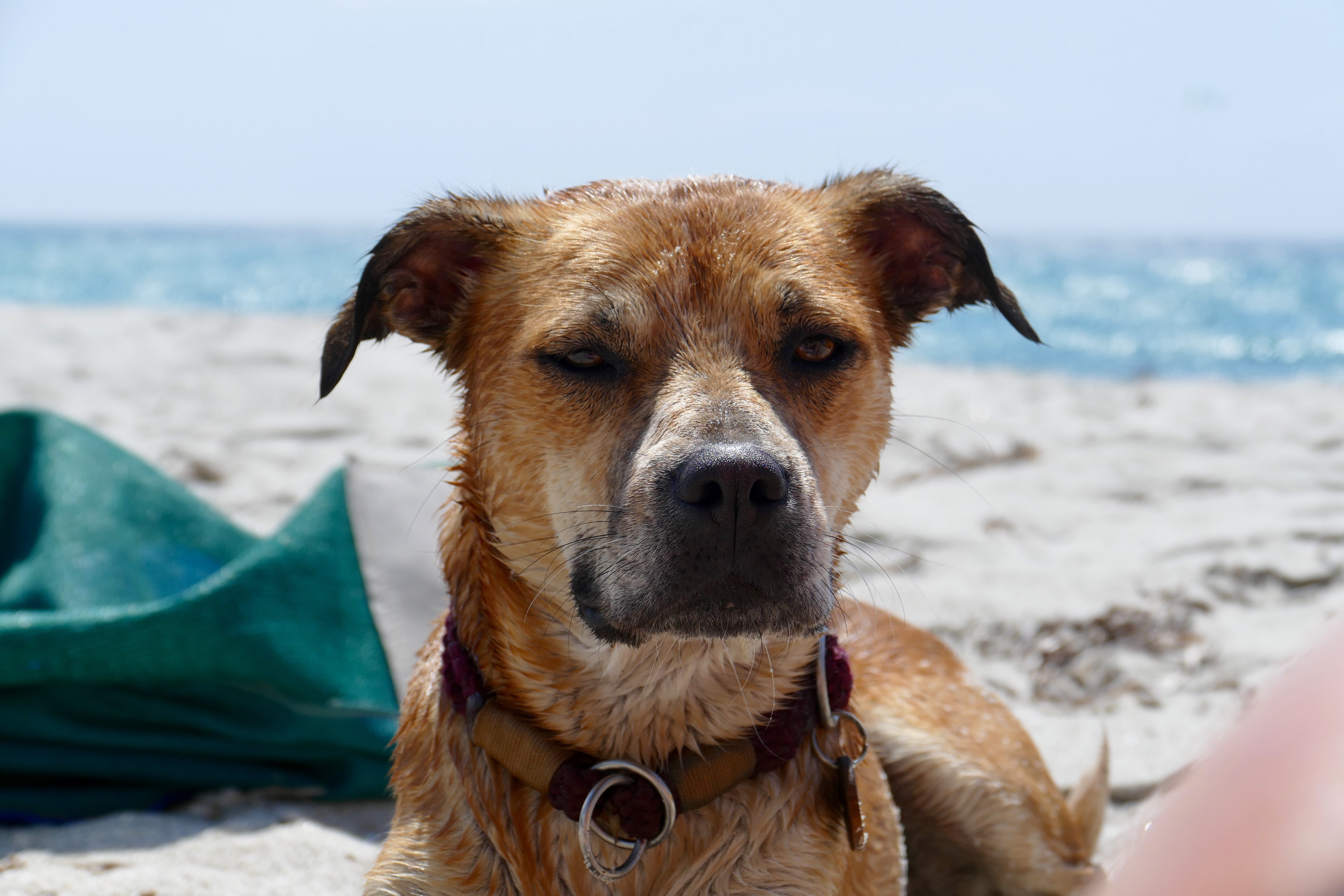 Hund am Strand